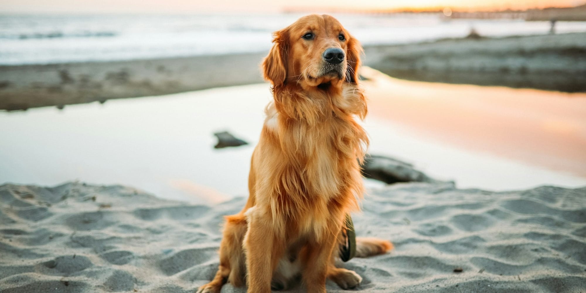 Grieving the Loss of a Pet