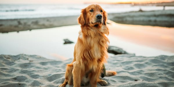 Grieving the Loss of a Pet